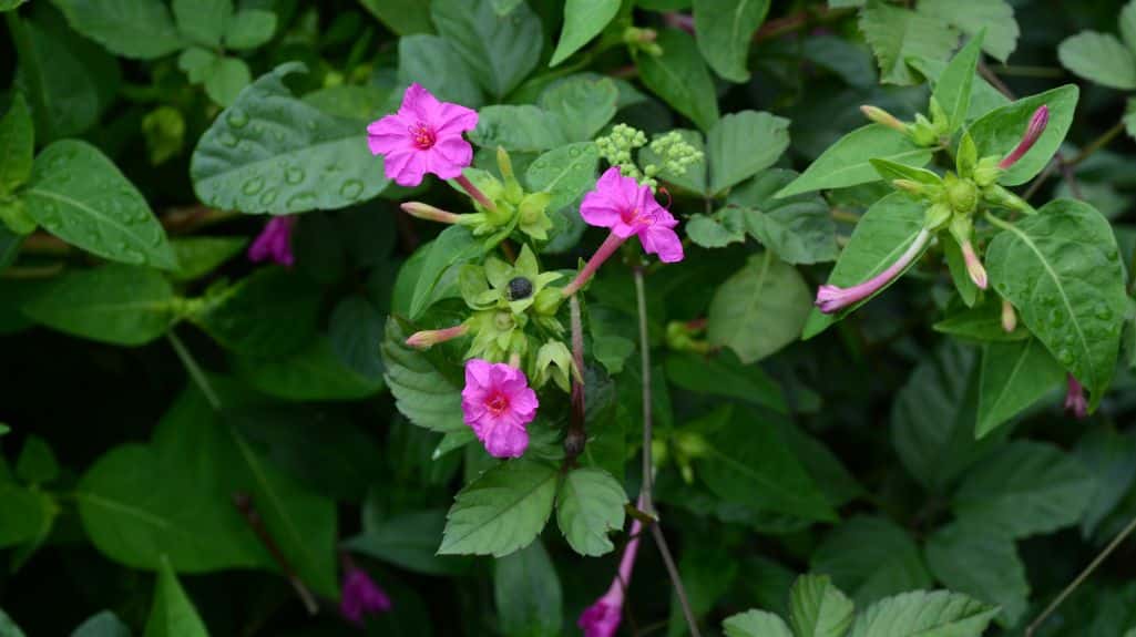 Four o’ clock plant is an invasive Alien plant