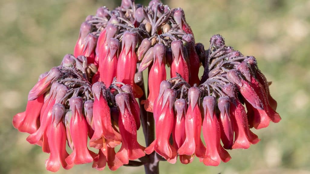 Mother of millions - One of SA's Invasive Alien Plants