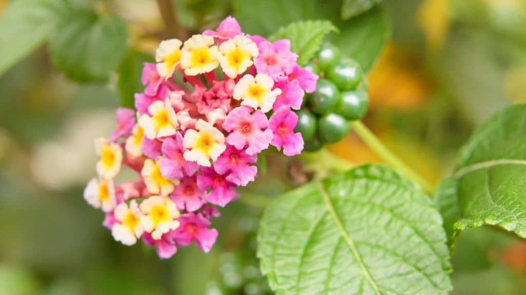 Tick berry - One of SA's Invasive Alien Plants