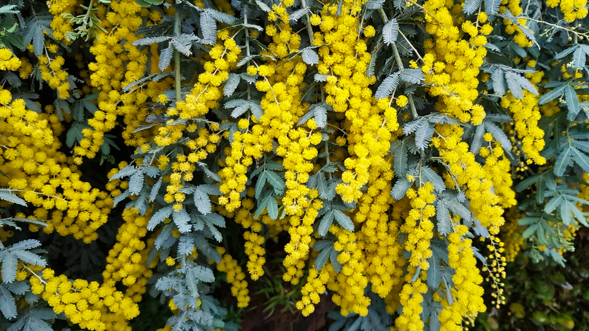 Australian Black Wattle (Acacia mearnsii)