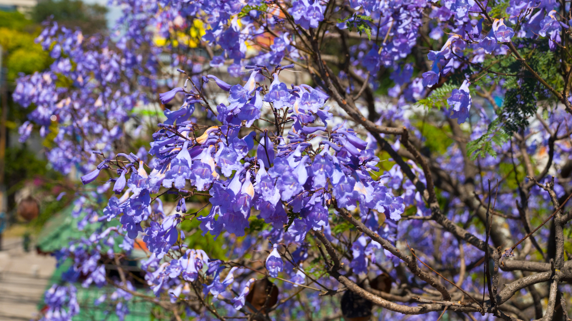 Jacaranda (Jacaranda mimosifolia)