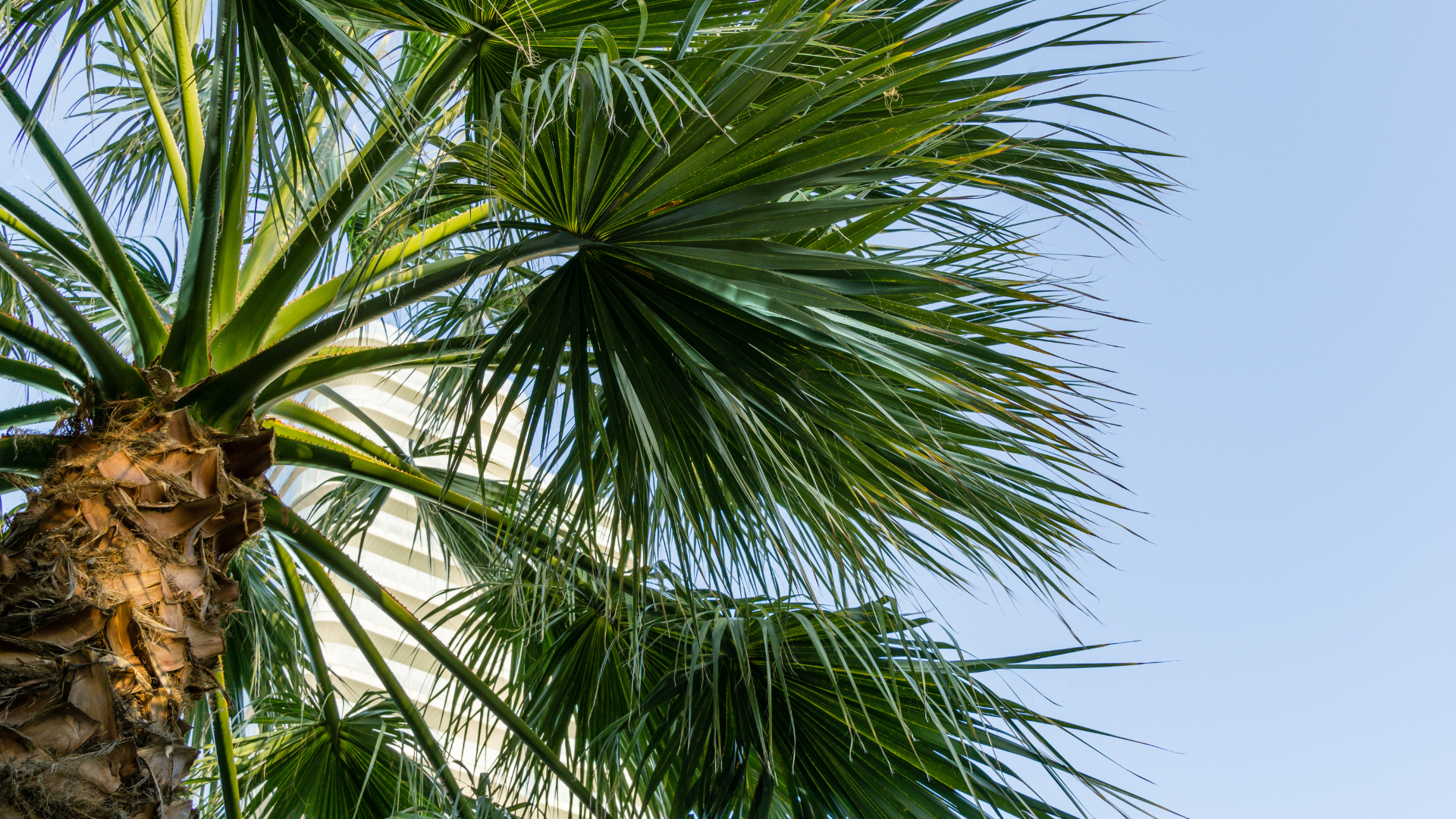 Mexican Fan Palm (Washingtonia robusta)