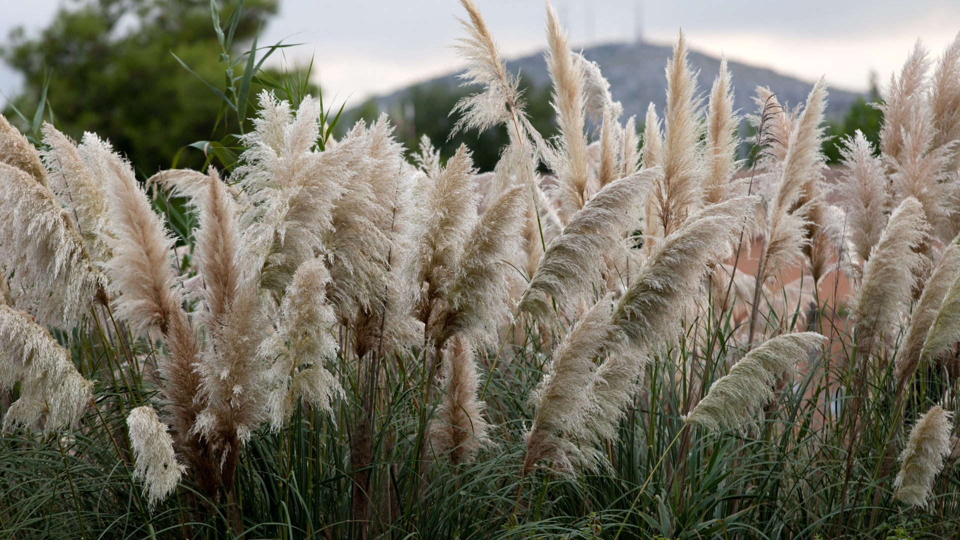 Pampas Grass (Cortaderia selloana)