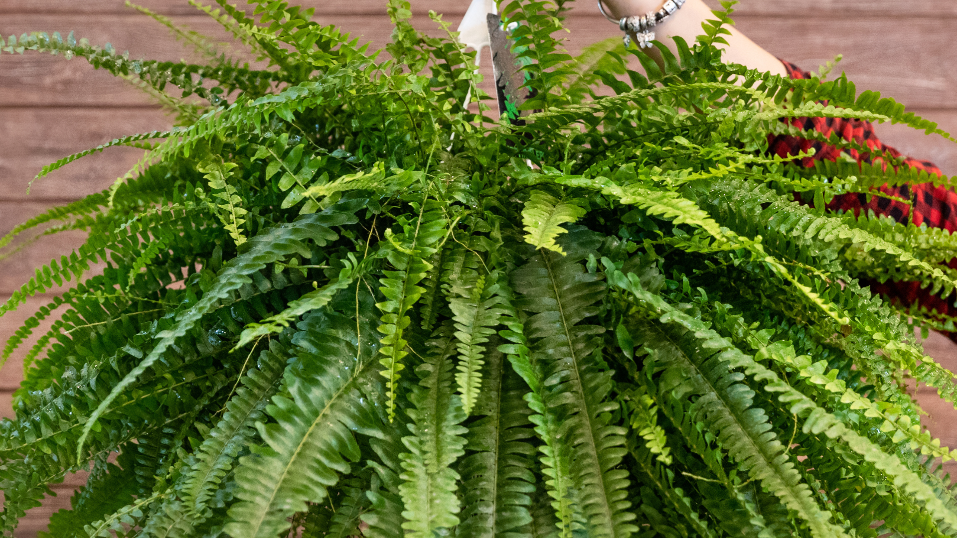 Sword Fern (Nephrolepis exaltata) – Wild Boston Fern